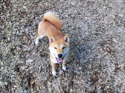 柴犬