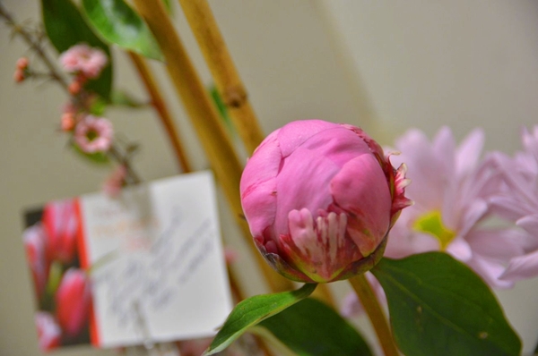 DSC_5395s.jpg