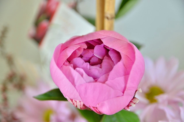 DSC_5412s.jpg