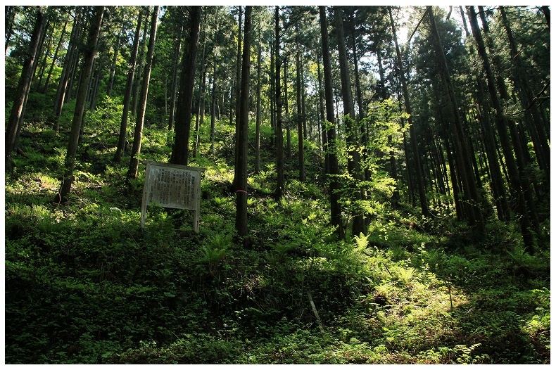 山の緑