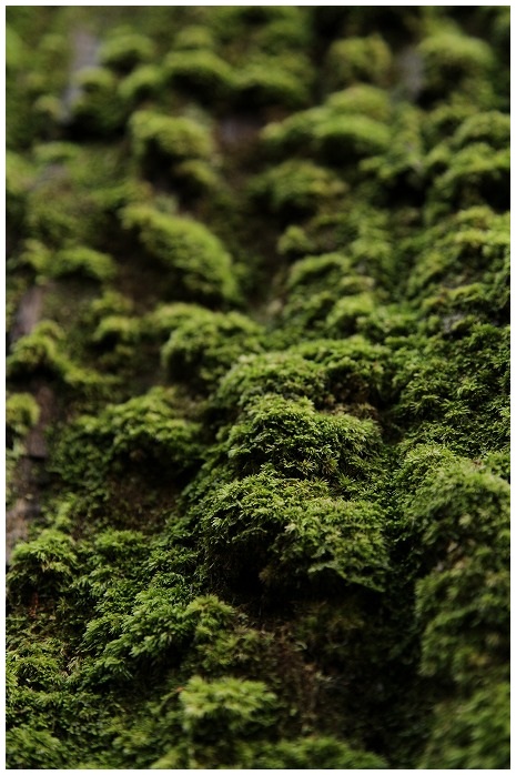 moss green