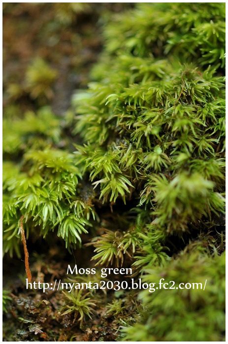 moss