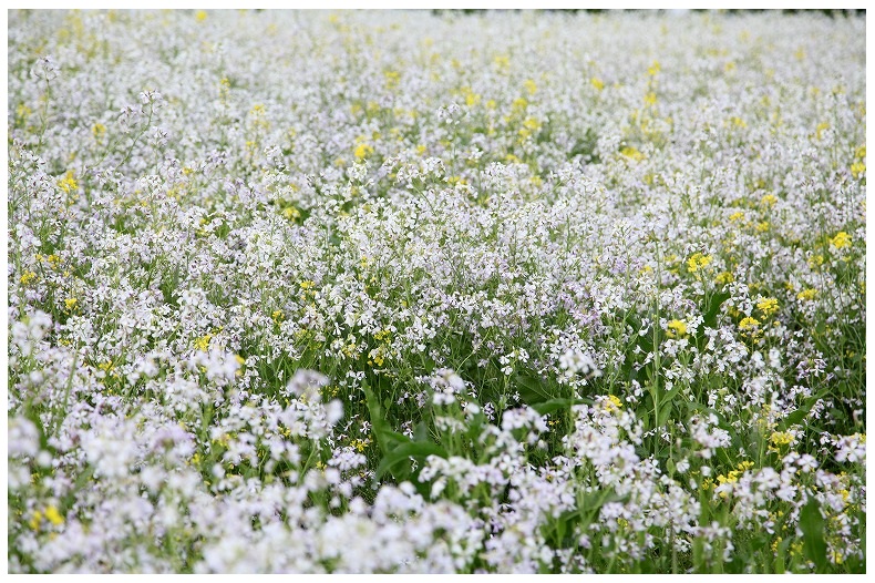 白い菜の花