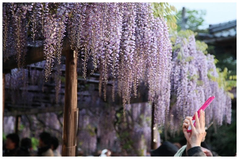 藤の花