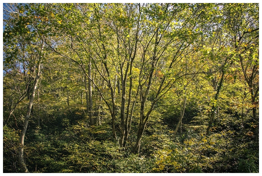 黄色になりかけの森風景
