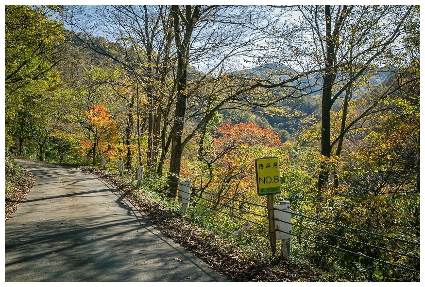 待避場 No.8の紅葉