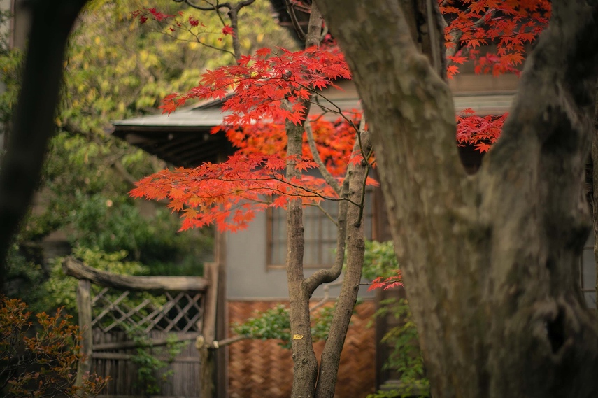 旧斎藤家別邸庭園のもみじ