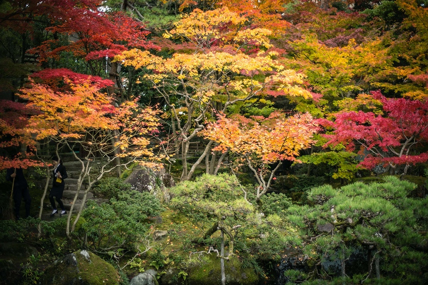 紅葉したお庭