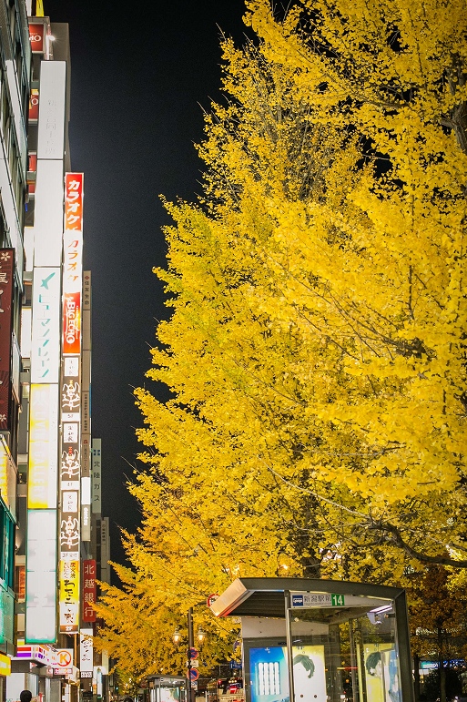 ライトアップの銀杏