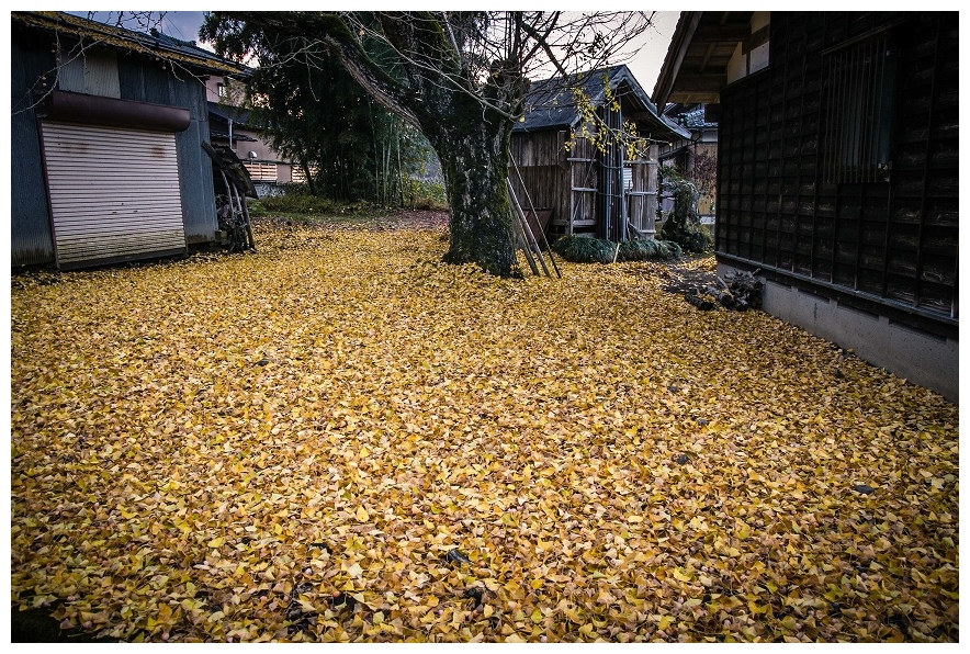 村松安出の銀杏