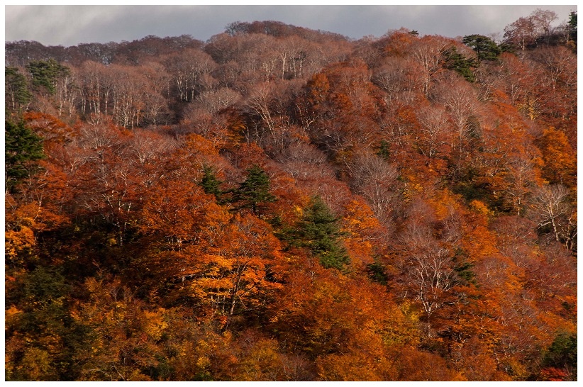 奥胎内の紅葉
