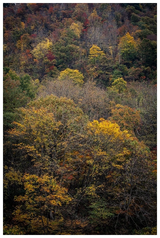 山の紅葉
