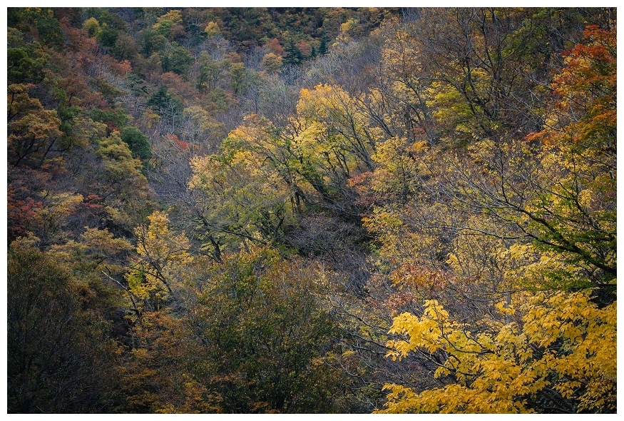胎内の紅葉