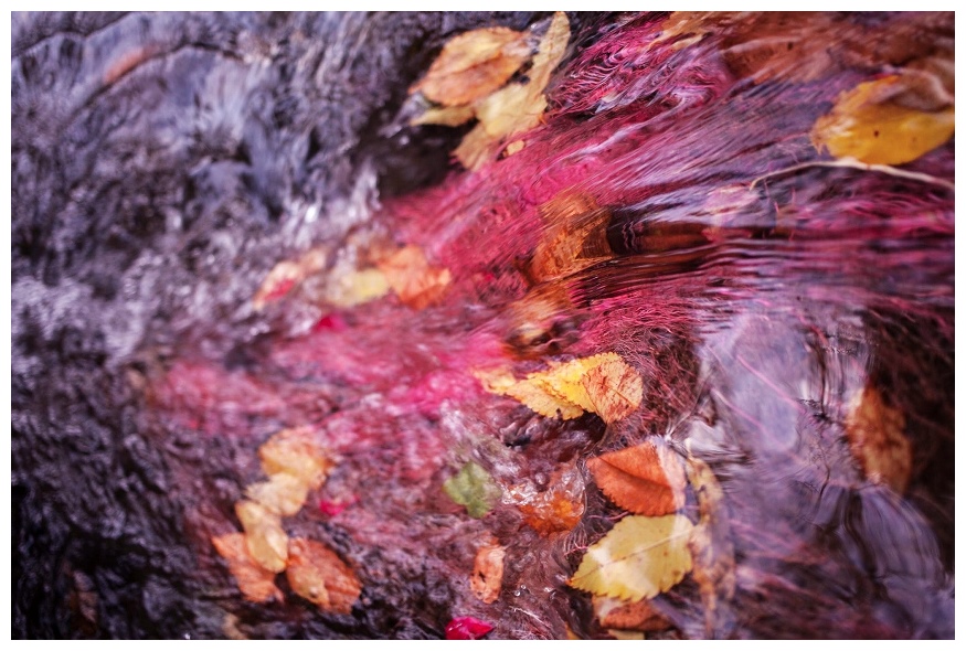 Autumn Leaves