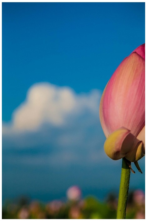 Lotus