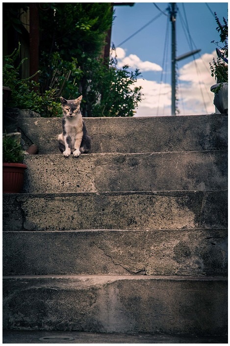 階段の猫