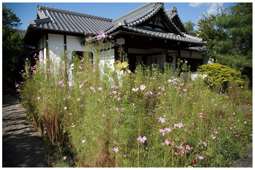 京都伏見のコスモス