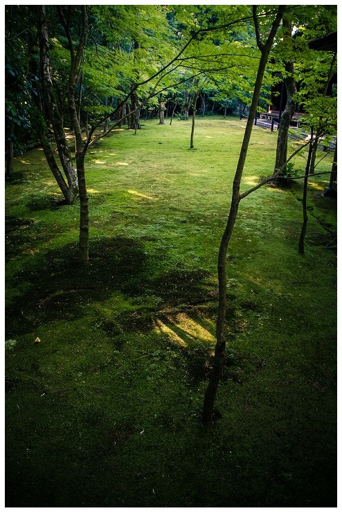 高桐院 もみじ