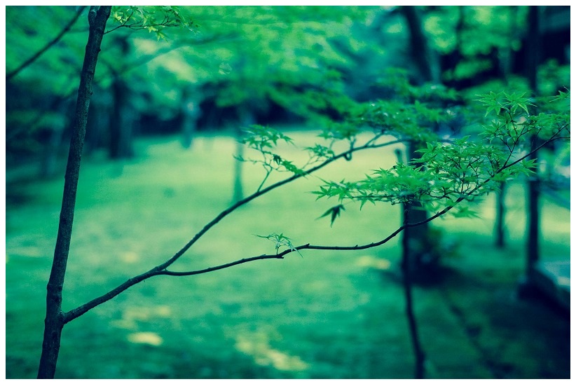 高桐院庭園