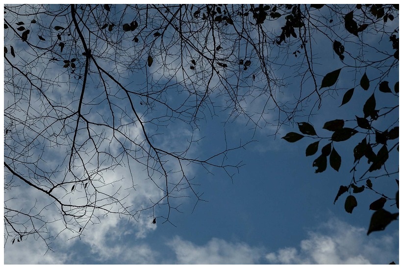 枯葉の森の空