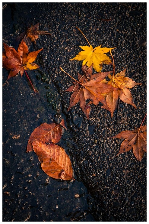 道路の濡れ紅葉と青空が写る水溜り