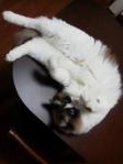 2013011409100000.jpg