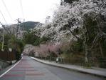 西谷参道のしだれ&紅しだれ