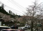 三門付近の桜と桜超渋滞
