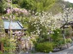 右近桜&八重カンザン桜&山門