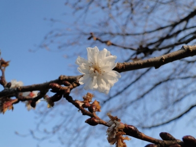 DSC03256.jpg