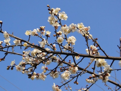 DSC03270.jpg