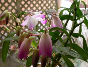 DSCN8717_ab.jpg