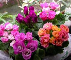 DSCN8720_a.jpg