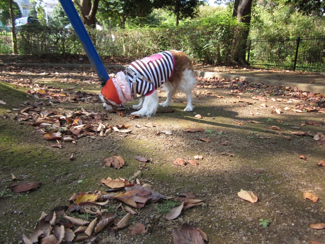 2012_1016_104321-IMG_2817.jpg