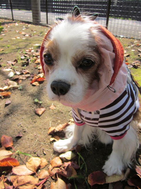 2012_1016_104644-IMG_2823.jpg