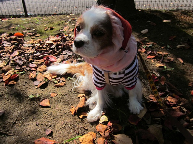 2012_1016_104747-IMG_2830.jpg