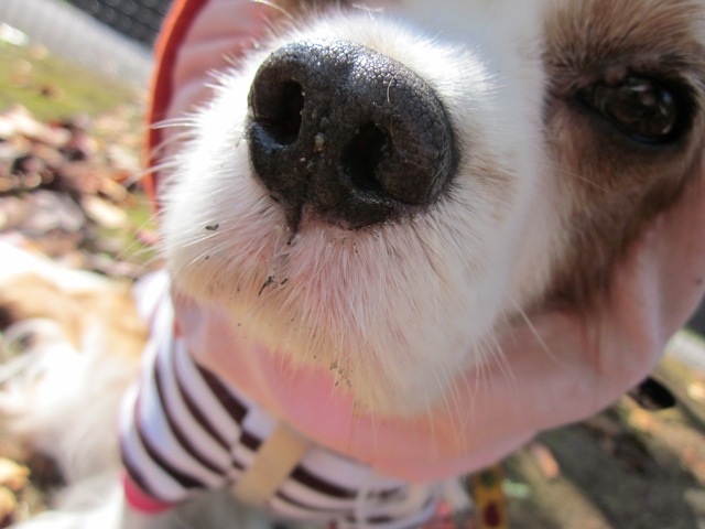 2012_1016_104812-IMG_2833.jpg