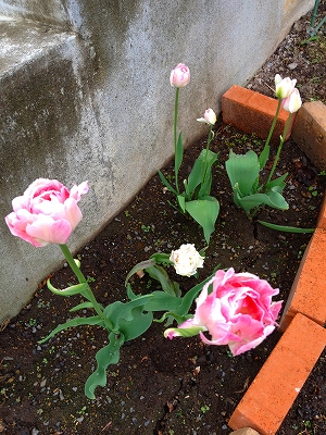 may26 005