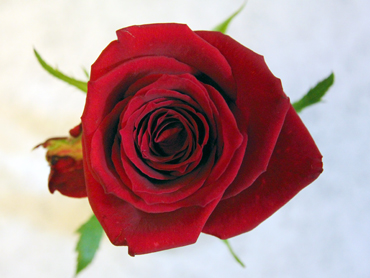 薔薇