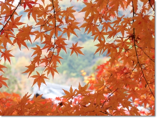 光明寺