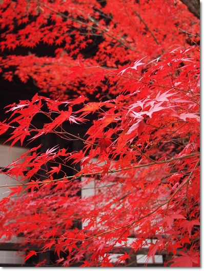 光明寺