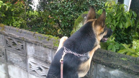 覗き犬
