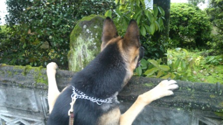 覗き犬 (2)
