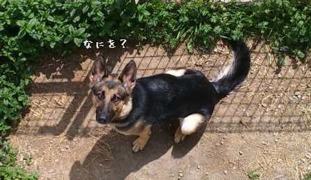 あどけない顔ね