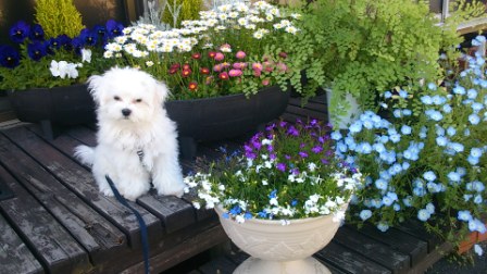 お店に訪問犬