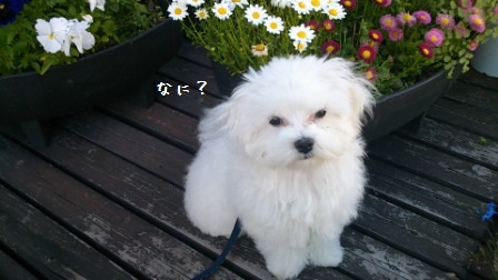 お店に訪問犬 (2)