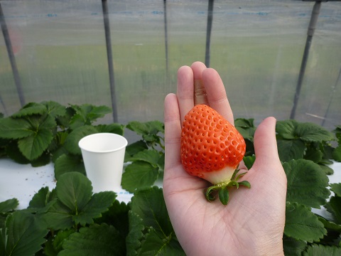 いちご狩り6