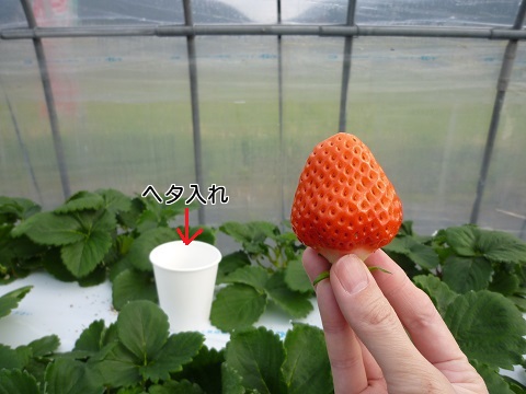 いちご狩り7