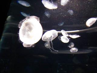 DSC_0956.jpg