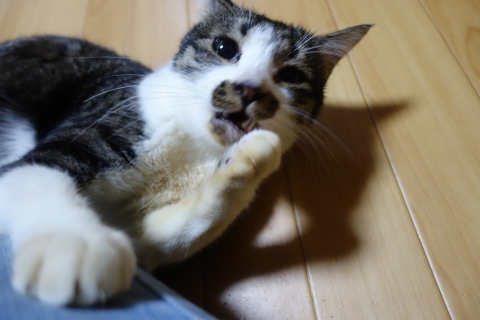 DSC03082.jpg
